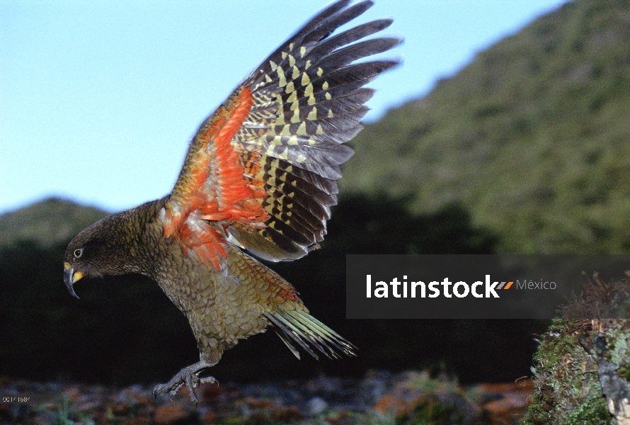 Kea (notabilis de Nestor) mostrando la coloración brillante debajo de ala, Nueva Zelanda, isla de su