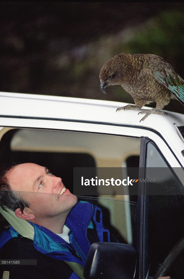 Kea (notabilis de Nestor) Mostrar curiosidad hacia el motorista, el Parque Nacional de Arthur Pass, 