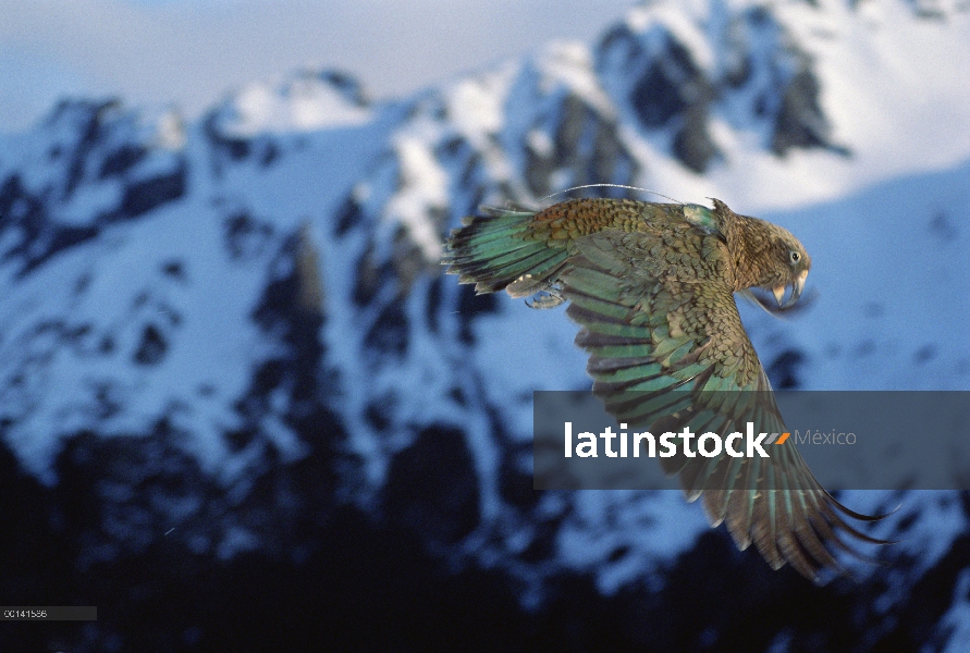 Kea (notabilis de Nestor) con transmisor de radio para telemetría investigación, St Arnaud gama, Isl