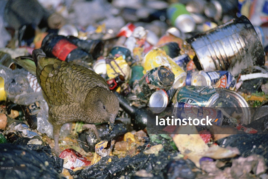 Kea (notabilis de Nestor) barrido en descarga libre, isla de Arthur Pass Village, Alpes del sur, del