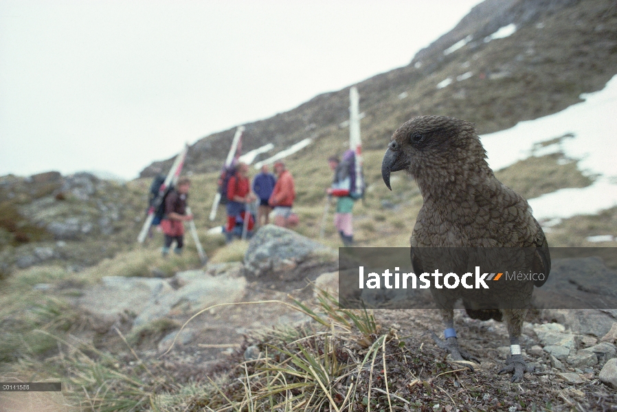 Kea (notabilis de Nestor) en hábitat alpino típico, mostrando curiosidad hacia los excursionistas, P