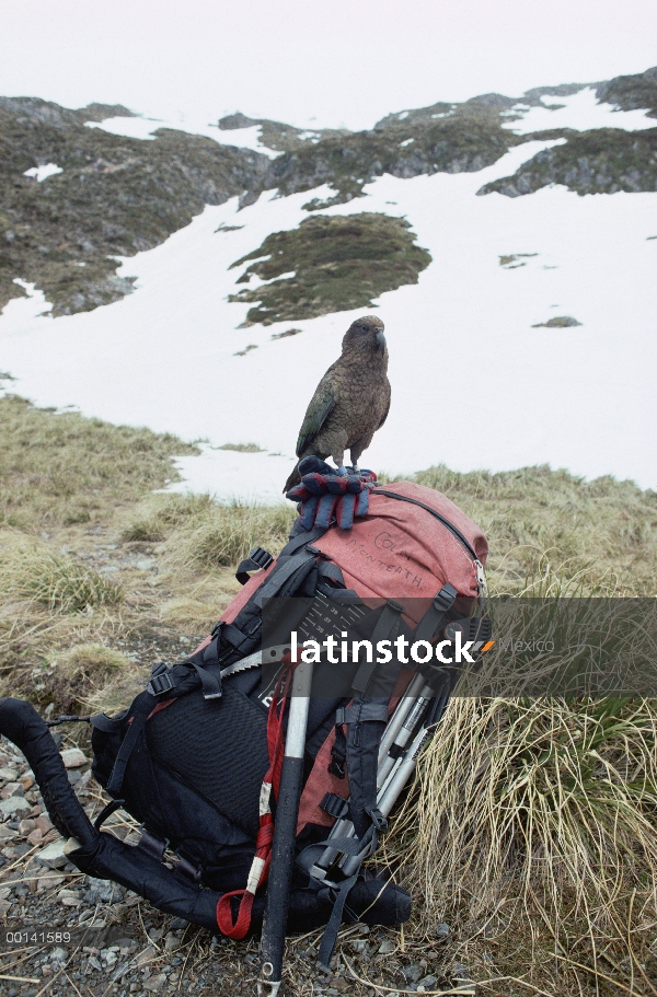 Kea (notabilis de Nestor) en hábitat alpino, encaramado en de caminante mochila, Parque Nacional del