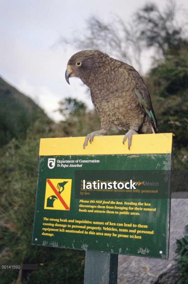 Kea (notabilis de Nestor) encaramado en el letrero que dice 'No se alimentan los Keas', Fox glaciar,