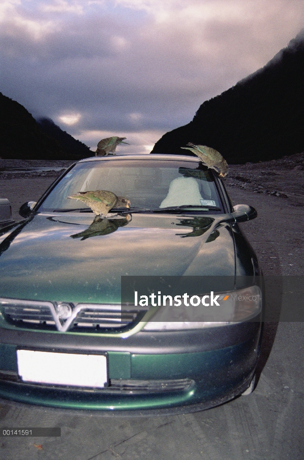 Kea (notabilis de Nestor) tres loros trabajando sobre coches aparcados, masticando el caucho compone