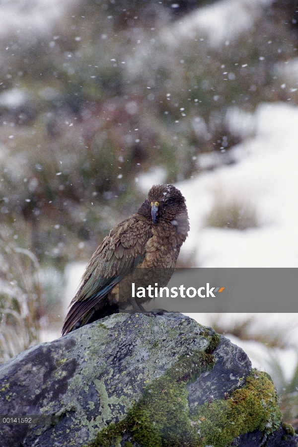 Kea (notabilis de Nestor) encaramado en la roca en nieve tormenta, Fox glaciar, Parque Nacional de W