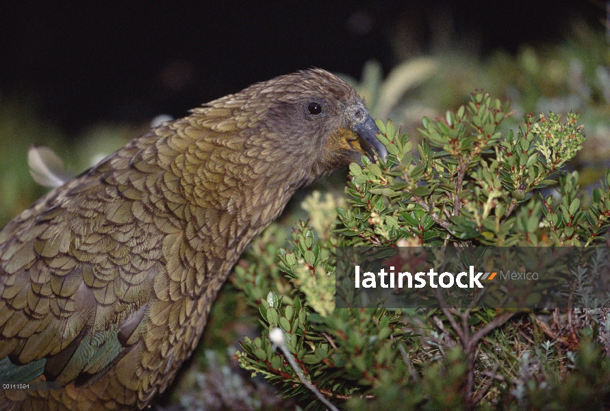 Kea (notabilis de Nestor) alimentándose de vegetación alpina de verano, Fox glaciar, Parque Nacional