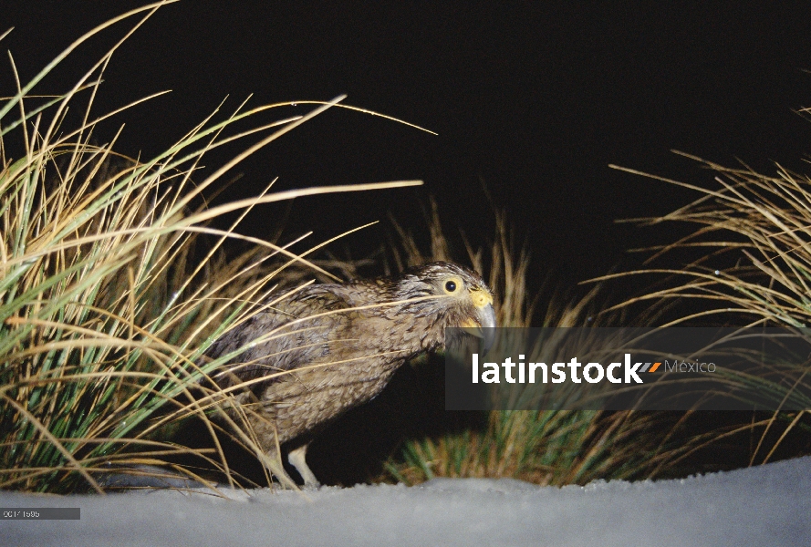 Kea (notabilis de Nestor) desenterrar las plantas alpinas en la noche en invierno, Fox glaciar, Parq