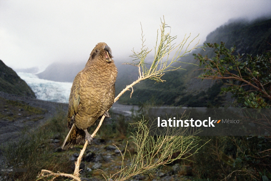 Kea (notabilis de Nestor) llamar de perca, Fox glaciar, Parque Nacional de Westland, Nueva Zelanda