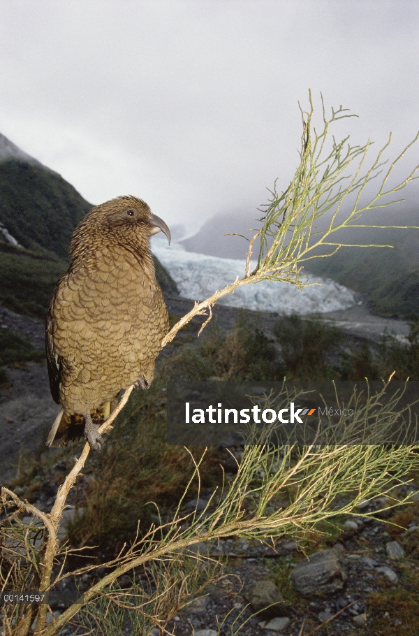 Kea (notabilis de Nestor) con vistas a Fox glaciar, Parque Nacional de Westland, Nueva Zelanda