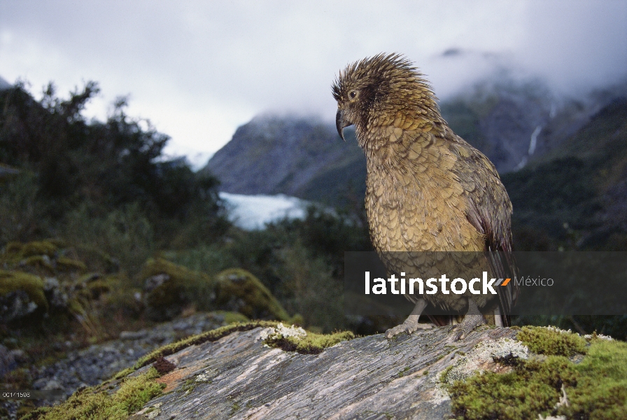 Kea (notabilis de Nestor) encaramado en la roca, Fox glaciar, Parque Nacional de Westland, Nueva Zel