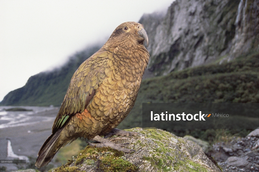 Kea (notabilis de Nestor) encaramado en la roca, Fox glaciar, Parque Nacional de Westland, Nueva Zel