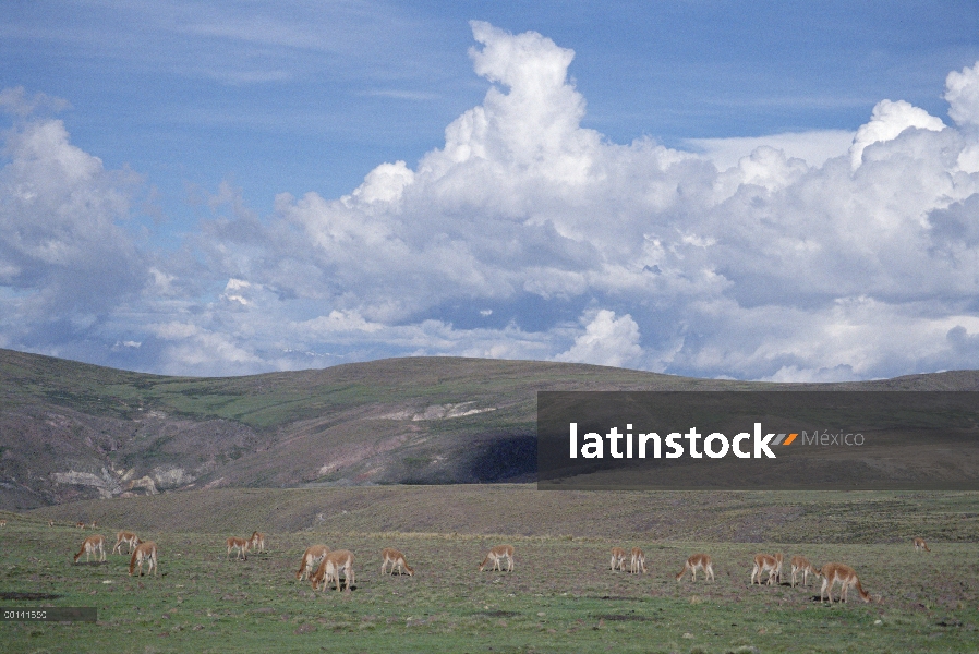 Vicuña (Vicugna vicugna) en el hábitat sin árboles altiplano, Reserva Nacional de Pampa Galeras, And