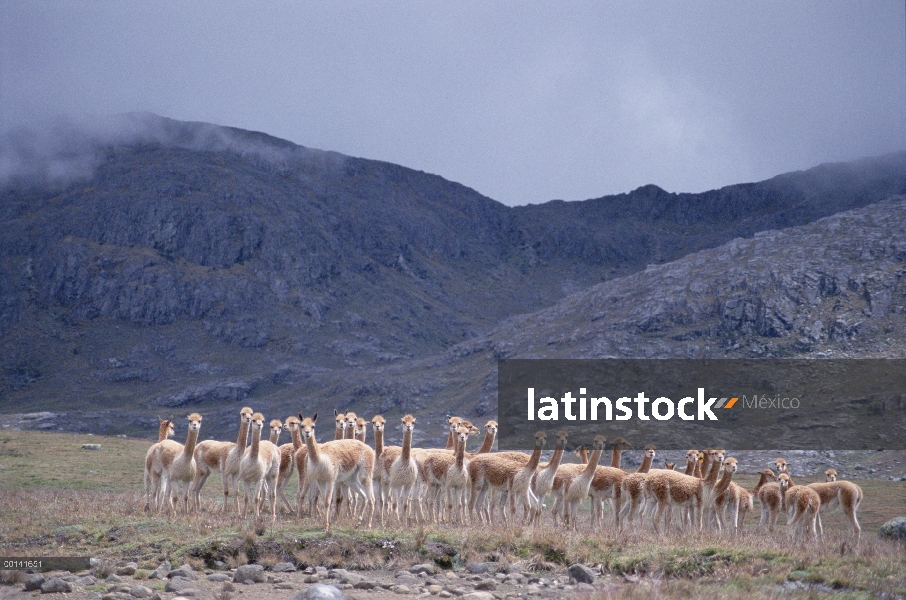 Vicuña (Vicugna vicugna) soltero masculino la tropa en alta montaña a 4.300 metros de altitud, Lluli