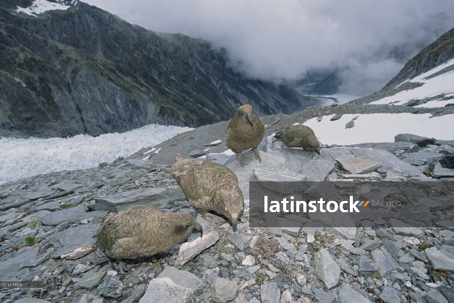 Endémica de Kea (Nestor notabilis), procurar en la vegetación alpina bien arriba línea del árbol, Fo