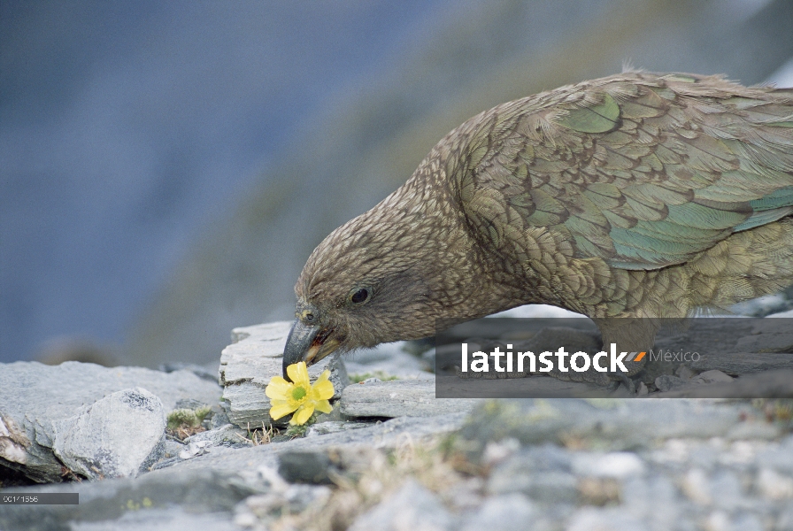 Endémica de Kea (Nestor notabilis), procurar en la vegetación alpina bien arriba línea del árbol, Fo