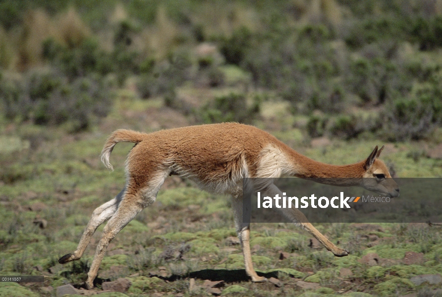 Funcionamiento masculino dominante de Vicuña (Vicugna vicugna) para intimidar a rivales, Llulita, Ap