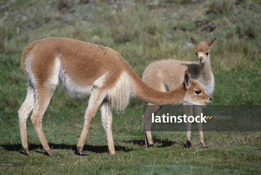 Madre de la vicuña (Vicugna vicugna) con el bebé de tres semanas de edad, Llulita, Apurímac, Andes d