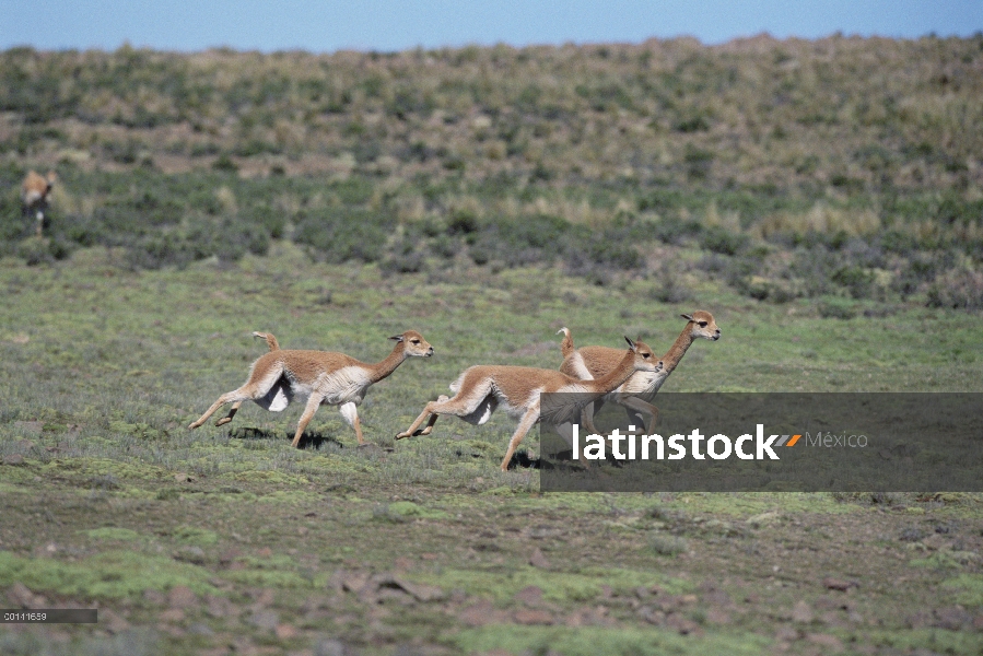 Machos de Vicuña (Vicugna vicugna) persiguiendo unos a otros para establecer dominio, Reserva Nacion