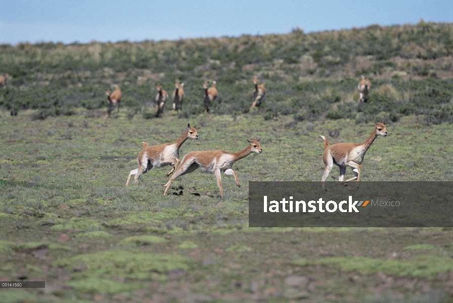 Machos de la vicuña (Vicugna vicugna) persiguiendo para establecer dominio, Reserva Nacional de Pamp