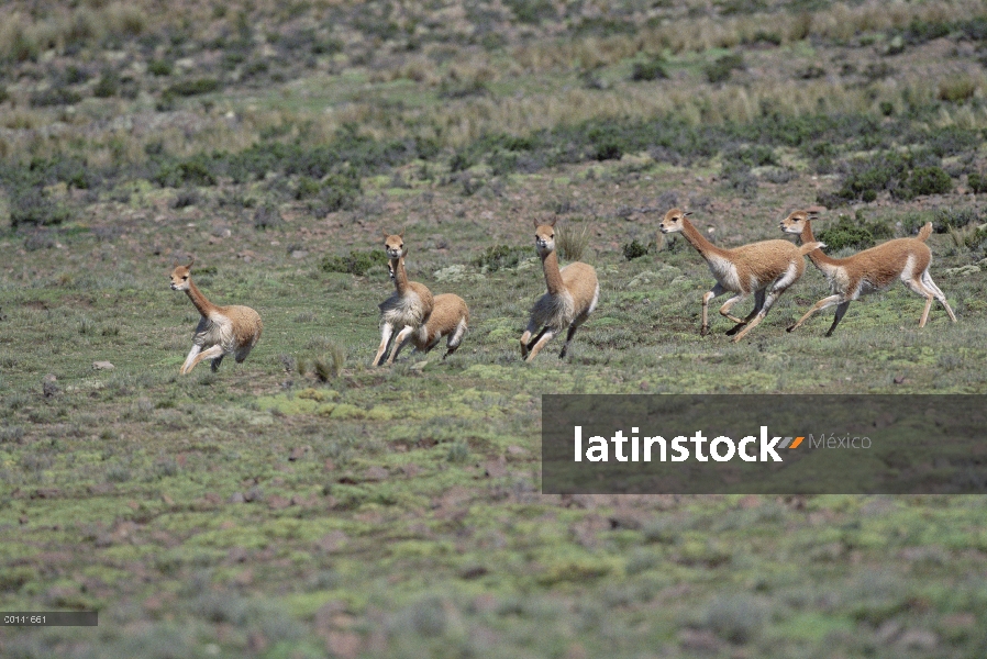 Machos de la vicuña (Vicugna vicugna) persiguiendo para establecer dominio, Reserva Nacional de Pamp