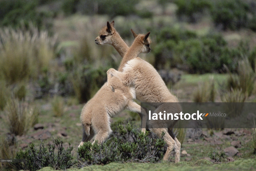 Jóvenes de Vicuña (Vicugna vicugna) lucha contra el juego como los machos adultos, Reserva Nacional 