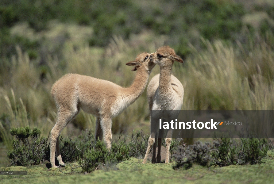 Vicuña (Vicugna vicugna) acariciando la joven pareja, Reserva Nacional de Pampa Galeras, Andes perua