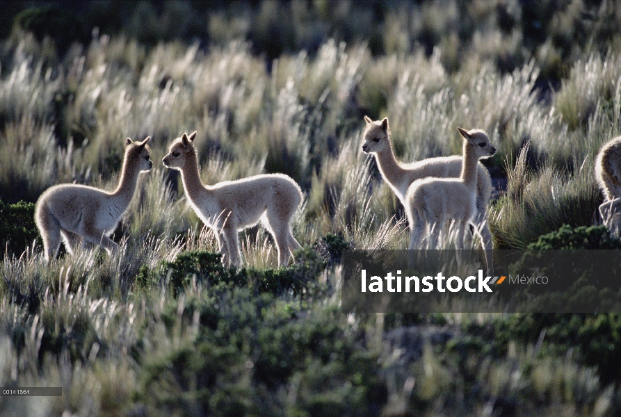 Grupo de la vicuña (Vicugna vicugna) de cuatro jóvenes en pasto, Reserva Nacional de Pampa Galeras, 