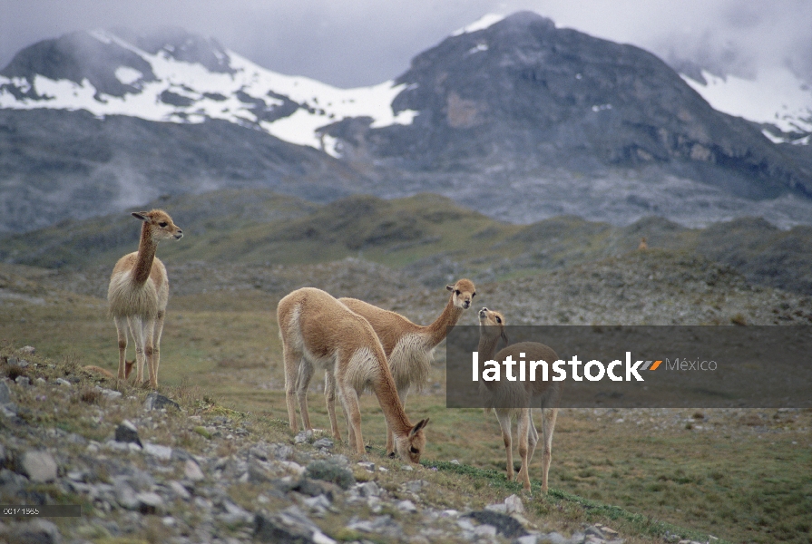 Grupo de la vicuña (Vicugna vicugna) en hábitat alpino, Llulita, Apurímac, Andes del Perú, Perú