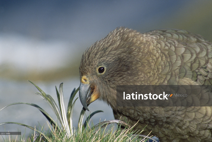 Kea (notabilis de Nestor) alimentándose de vegetación alpina bien arriba línea del árbol, Fox Glacie