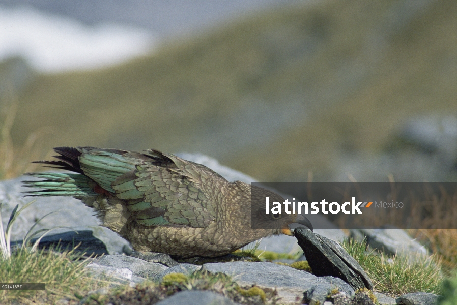 Kea (notabilis de Nestor) convirtiendo piedras en búsqueda de alimento, Alpes del sur, Fox glaciar, 