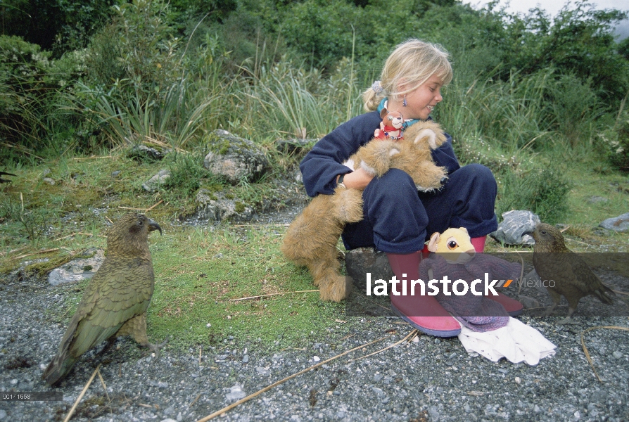 Endémica de Kea (Nestor notabilis), investigar jugando niño y sus juguetes, Fox glaciar, Parque Naci