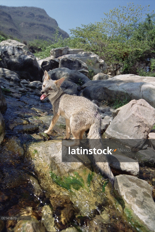 Sechuran Fox (Lycalopex sechurae) consumo de corriente de manantiales en hábitat de bosque seco del 