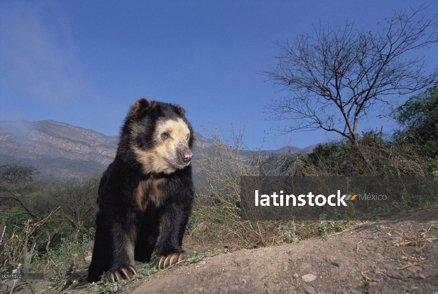 Hombre mayores de anteojos oso (Tremarctos ornatus) en hábitat de bosque seco, centro de rehabilitac