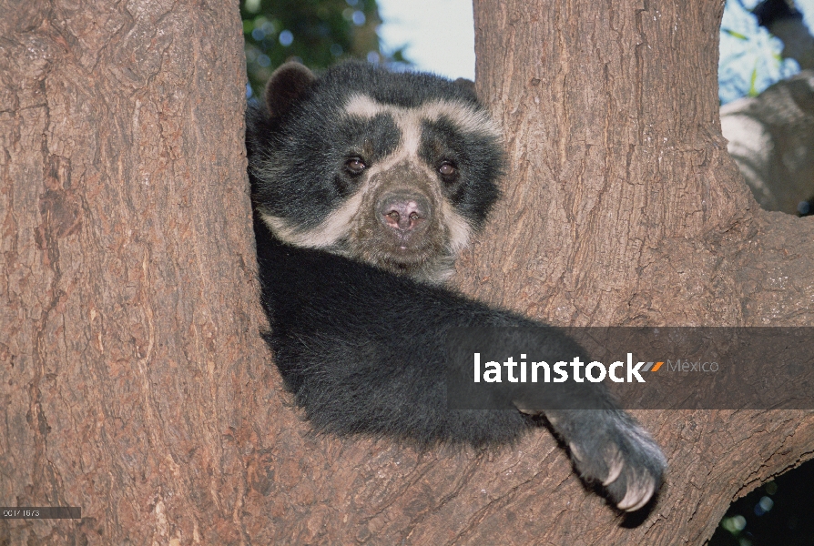 Anteojos hombre oso (Tremarctos ornatus) en árbol, centro de rehabilitación en precordillera, Cerro 