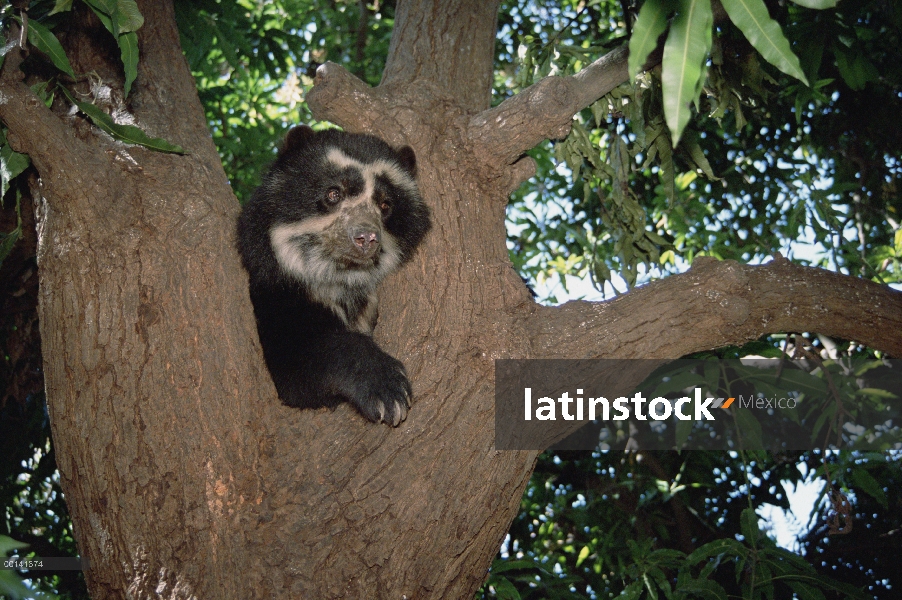 Anteojos hombre oso (Tremarctos ornatus) en árbol, centro de rehabilitación en precordillera, Cerro 