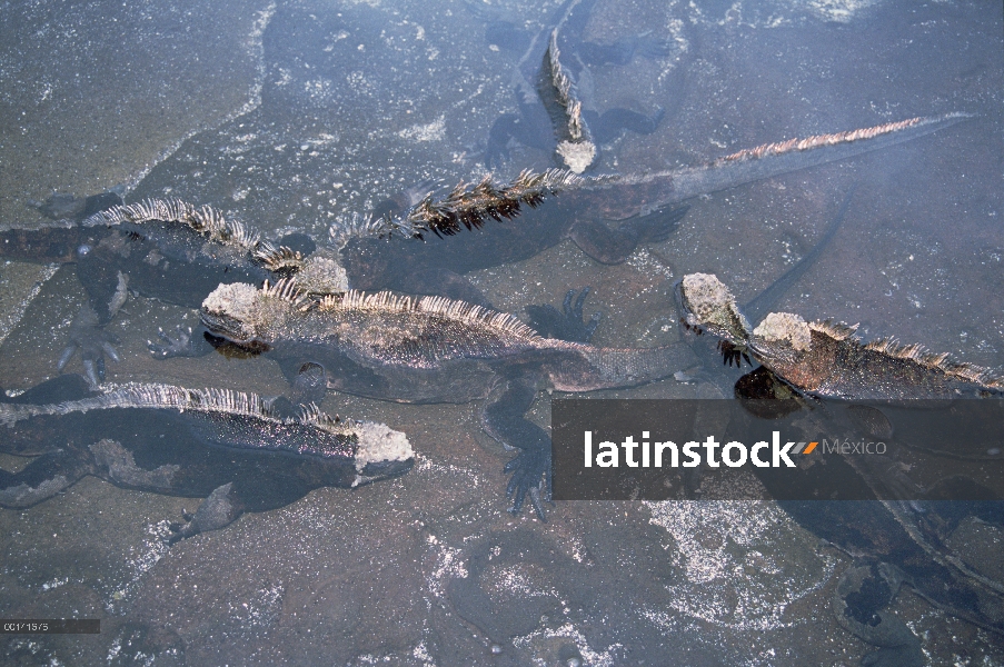 Marina (Amblyrhynchus cristatus) grupo iguanas, endémica, escapar ataque de mosquito descansando en 