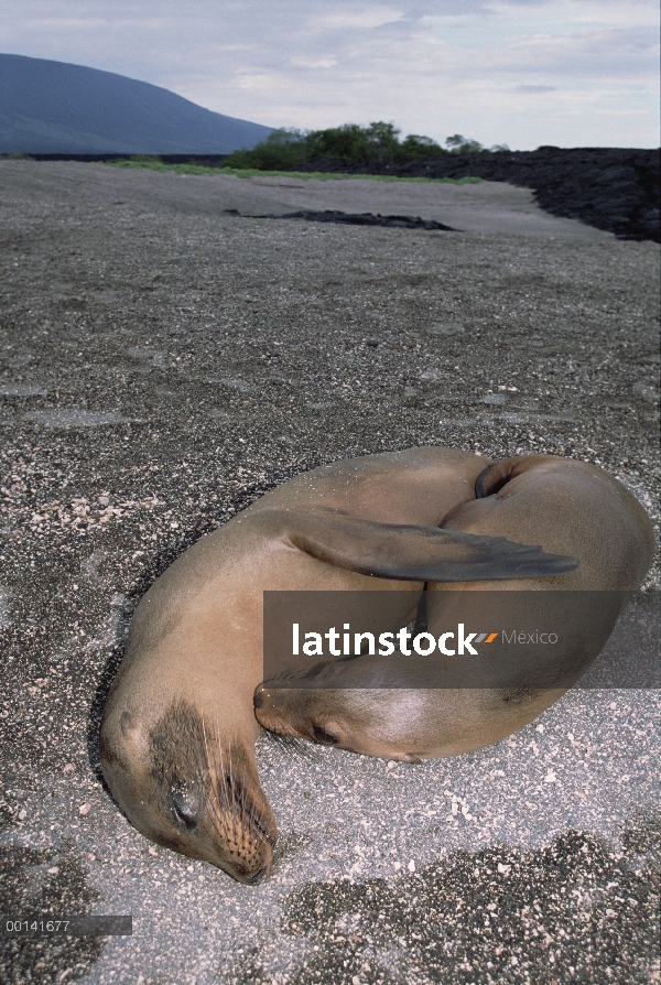 León marino de Galápagos (Zalophus wollebaeki) madre y cachorro durmiendo juntos, Punta Espinosa, Is