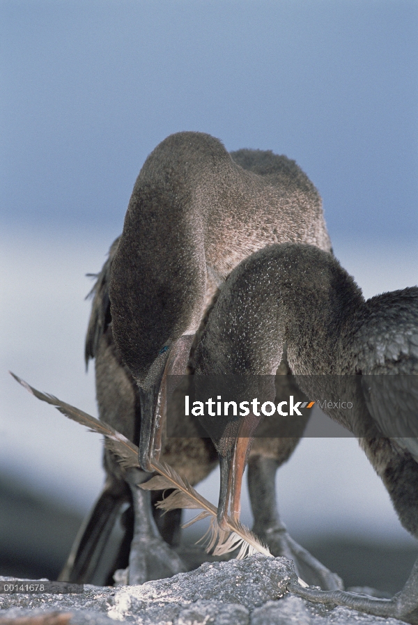 No voladoras endémicas de cormoranes (Phalacrocorax harrisi) cortejo par serpiente-collarino e inter