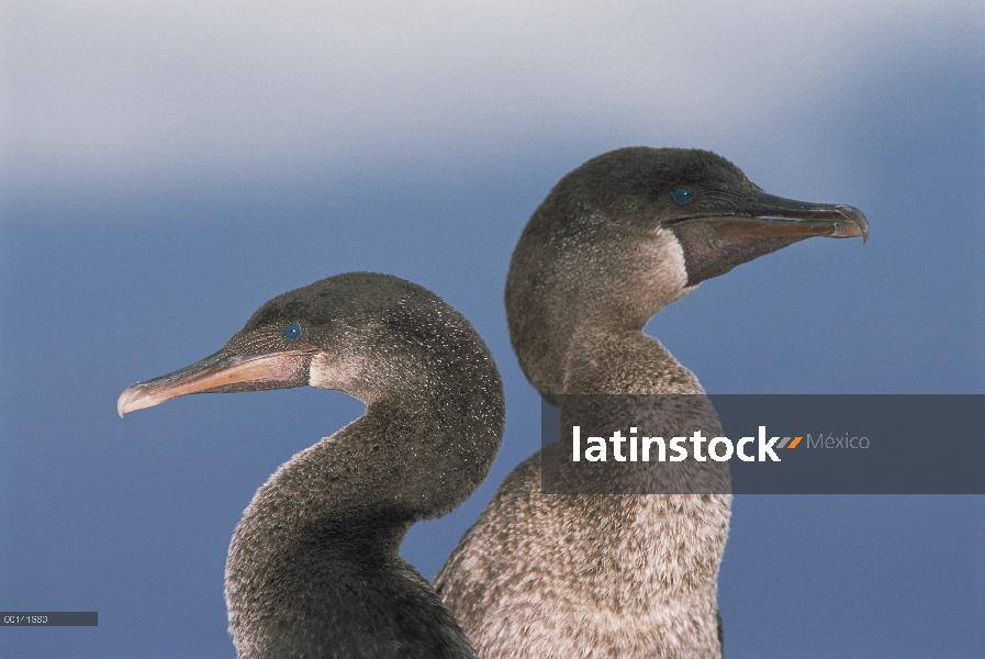 Mostrando pesadamente construido par flightless Cormorant (Phalacrocorax harrisi) endémica, cabeza y