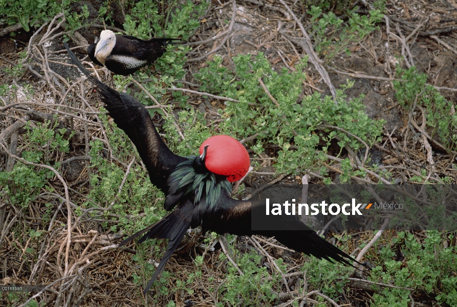 Gran hombre Frigatebird (Fregata minor) en la exhibición de cortejo con bolsa gular extendida, Bahía