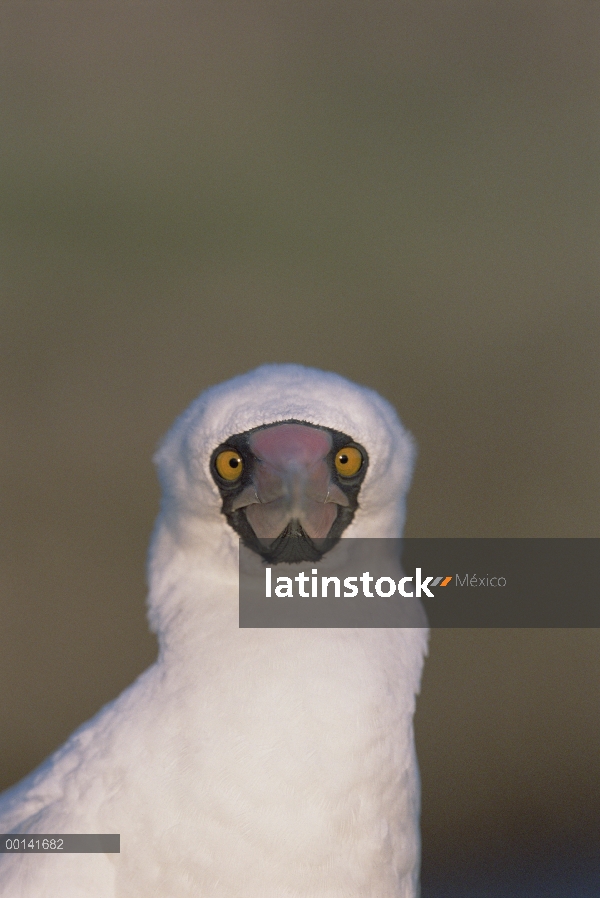 Nazca Booby (Sula granti) mostrando la visión binocular, Isla Torre Genovesa, Galapagos Islands, Ecu