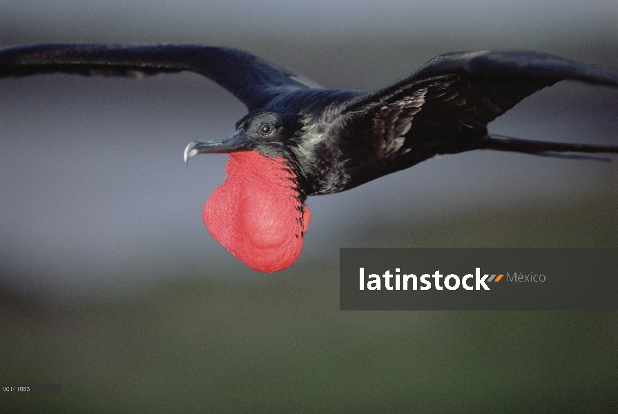 Gran Frigatebird (Fregata minor) hombre volando, que muestra la exhibición de cortejo con bolsa gula