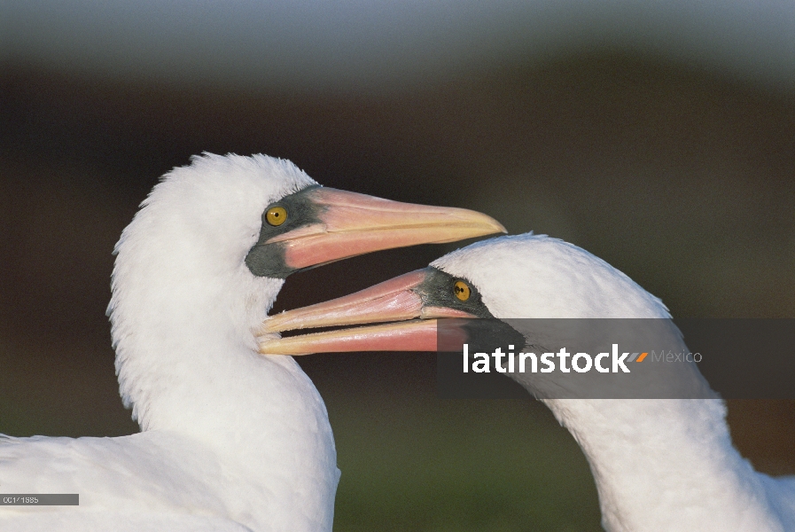 Par de Nazca Booby (Sula granti) dedicada a preening mutuo, Isla Torre Genovesa, Galapagos Islands, 