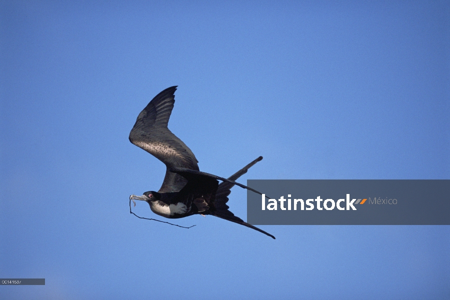 Gran mujer de Frigatebird (Fregata minor), lleva material de nidificación, Isla Torre Genovesa, Gala