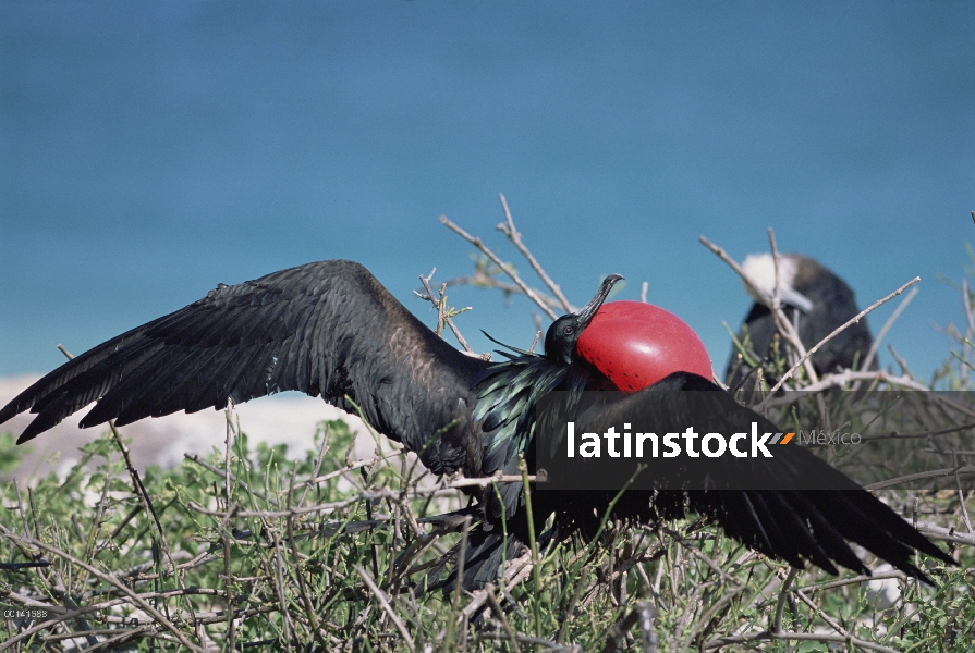 Gran hombre Frigatebird (Fregata minor) en la exhibición de cortejo con bolsa gular extendida, Bahía