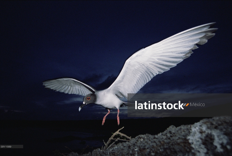 El Gaviota tijereta (Creagrus furcatus) es endémico, Gaviota sólo nocturna y pelágicos del mundo sal