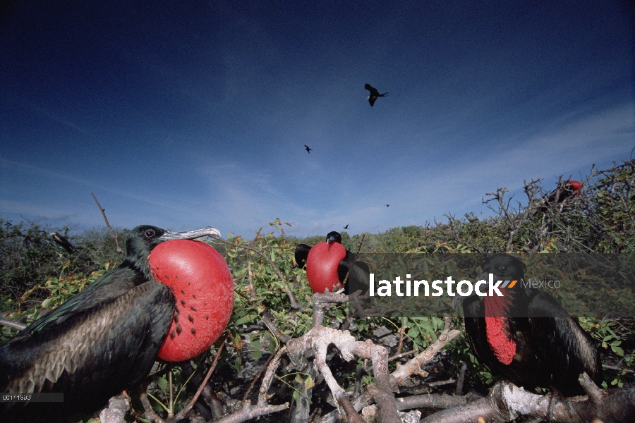 Mostrar la gran Frigatebird (Fregata minor) en los machos el cortejo de clustering para atraer a las