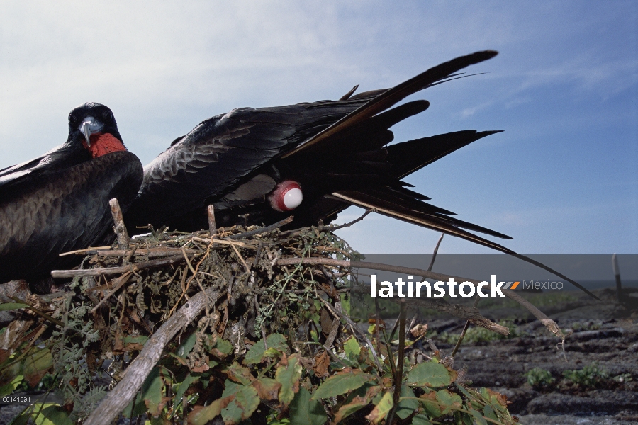 Gran mujer Frigatebird (Fregata minor) poner huevo con macho espera asumir el control el primer perí