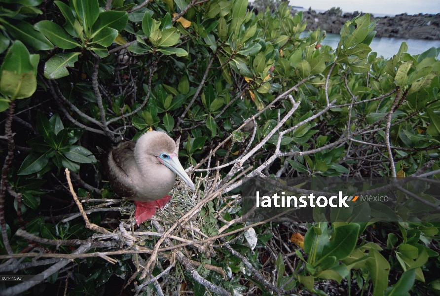 Anidación de morph marrón de piquero (Sula sula)-patas de mangle (Avicennia sp), isla de la torre, I