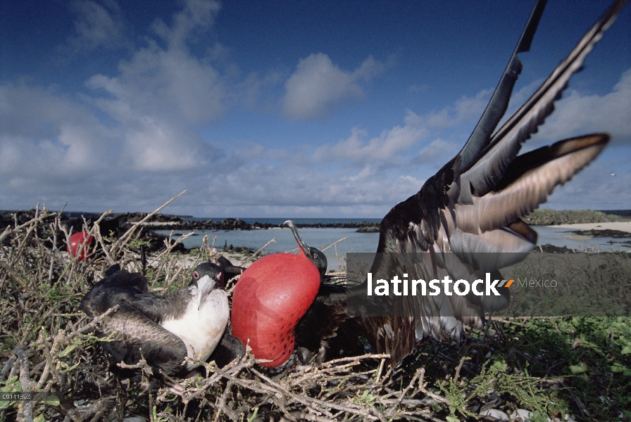 Gran Frigatebird (Fregata minor) recientemente formado par, mujer inspección hombre en exhibición de